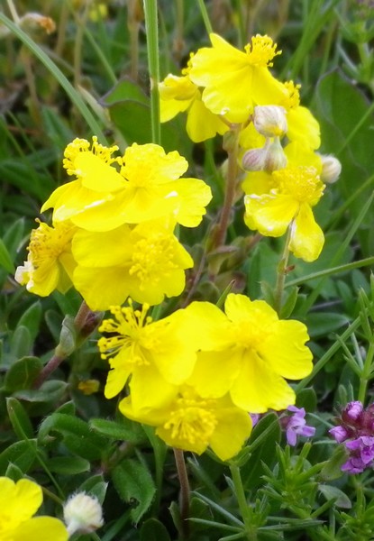 Helianthemum oelandicum / Eliantemo rupino